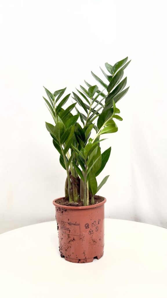 Zamioculcas zamiifolia z ciemnozielonymi, błyszczącymi liśćmi w doniczce