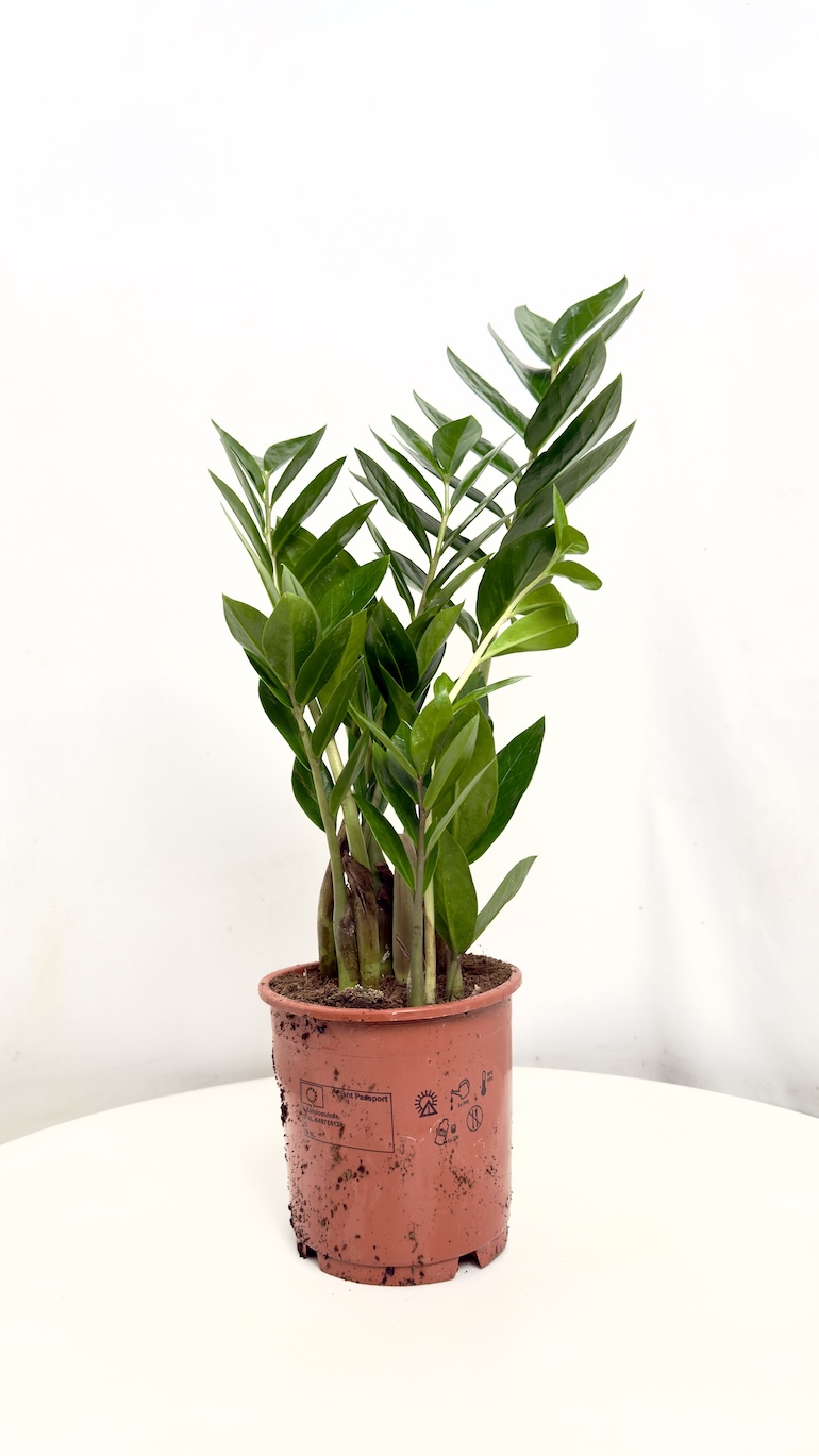 Zamioculcas zamifolia 14/50 cm