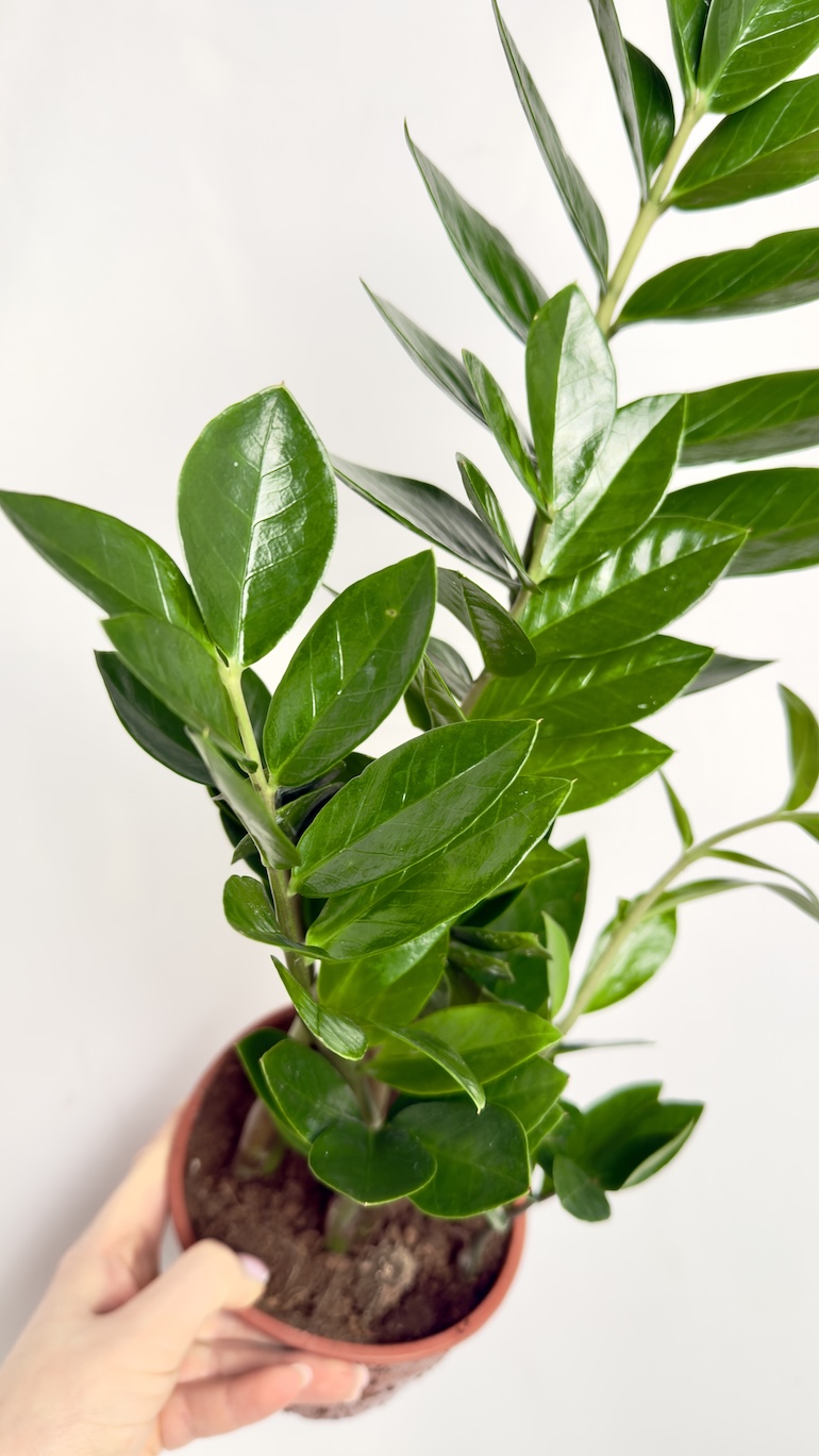 Zamioculcas zamifolia 14/50 cm