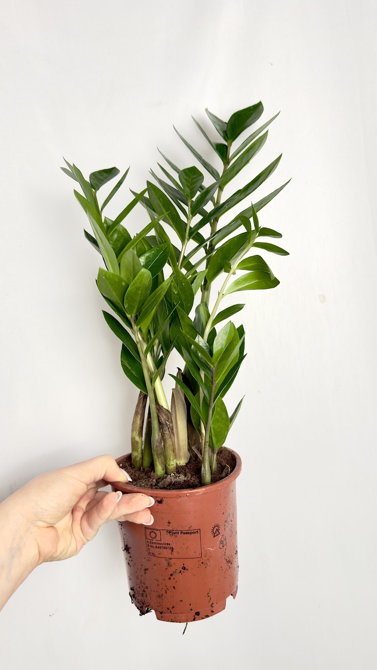 Zamioculcas zamifolia 14/50 cm