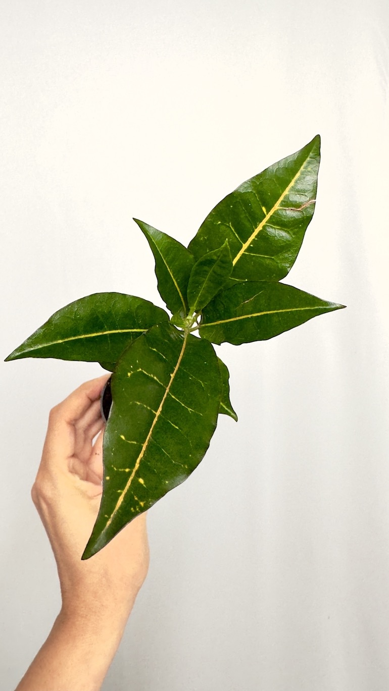 Codiaeum Variegata Excurrens
