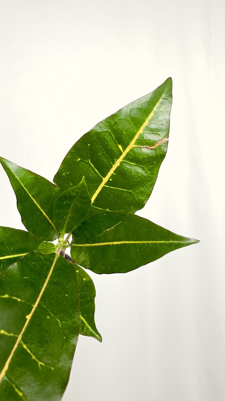 Codiaeum Variegata Excurrens