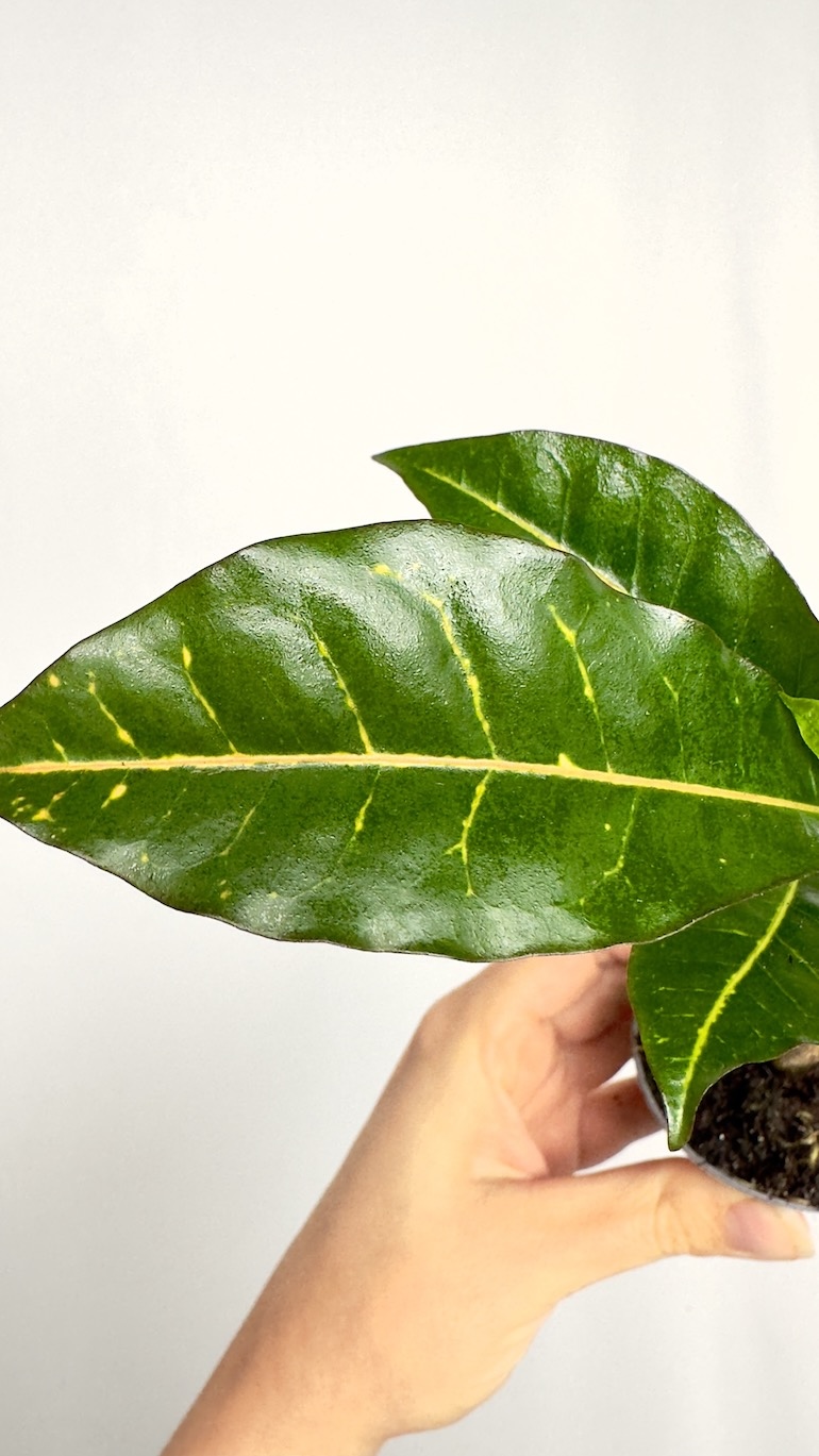 Codiaeum Variegata Excurrens