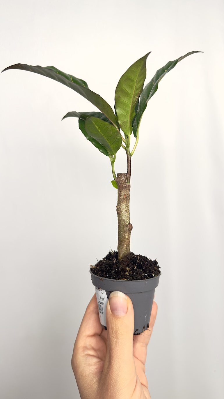 Codiaeum Variegata Excurrens