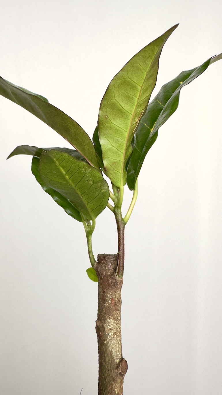 Codiaeum Variegata Excurrens