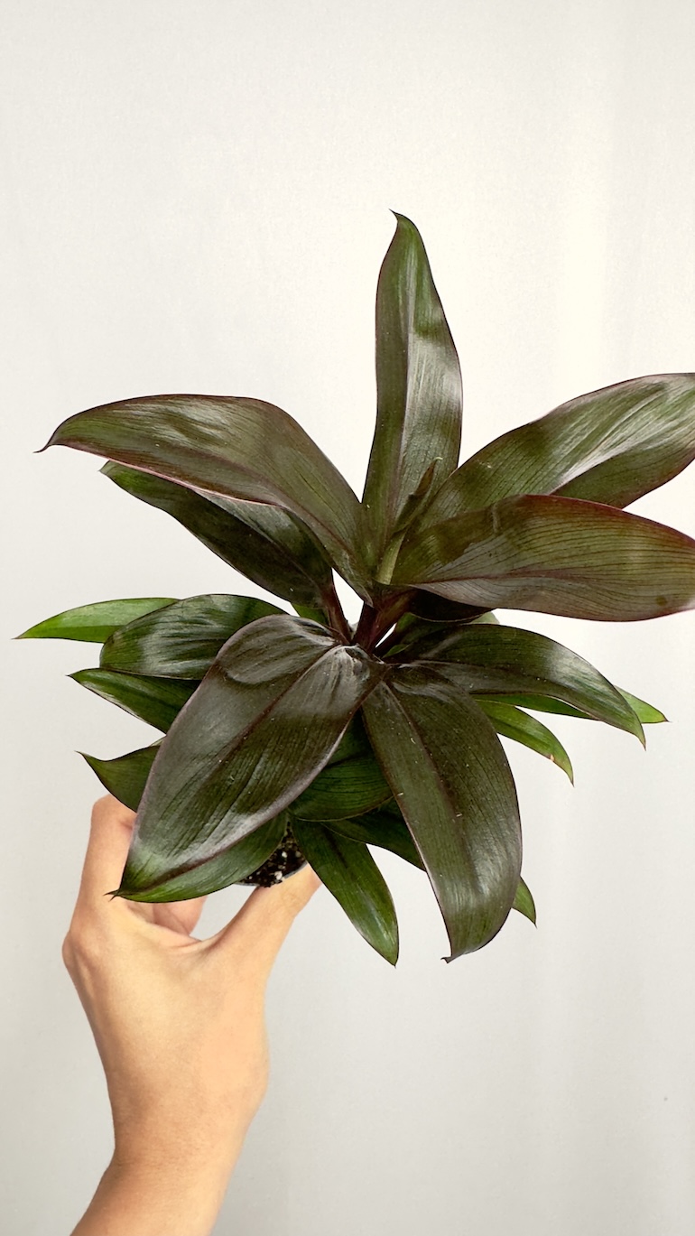 Codiaeum Variegatum Black Prince
