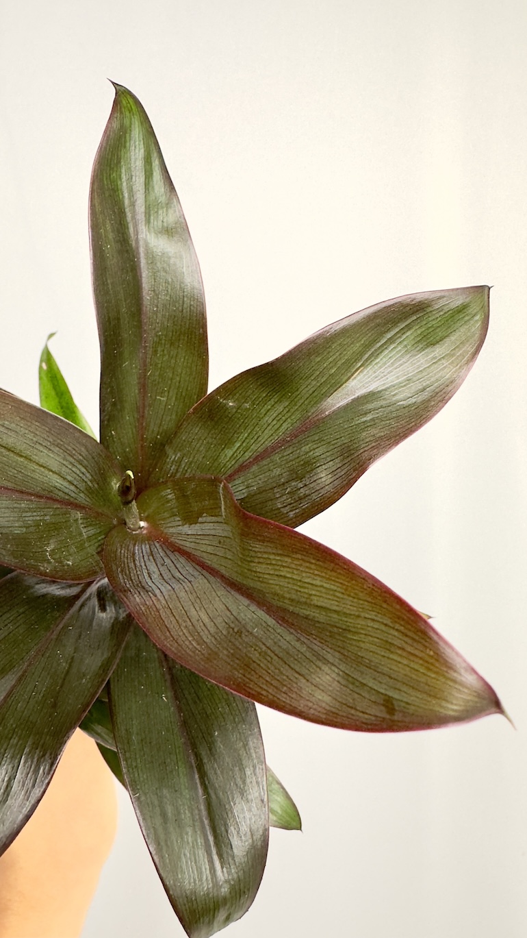 Codiaeum Variegatum Black Prince