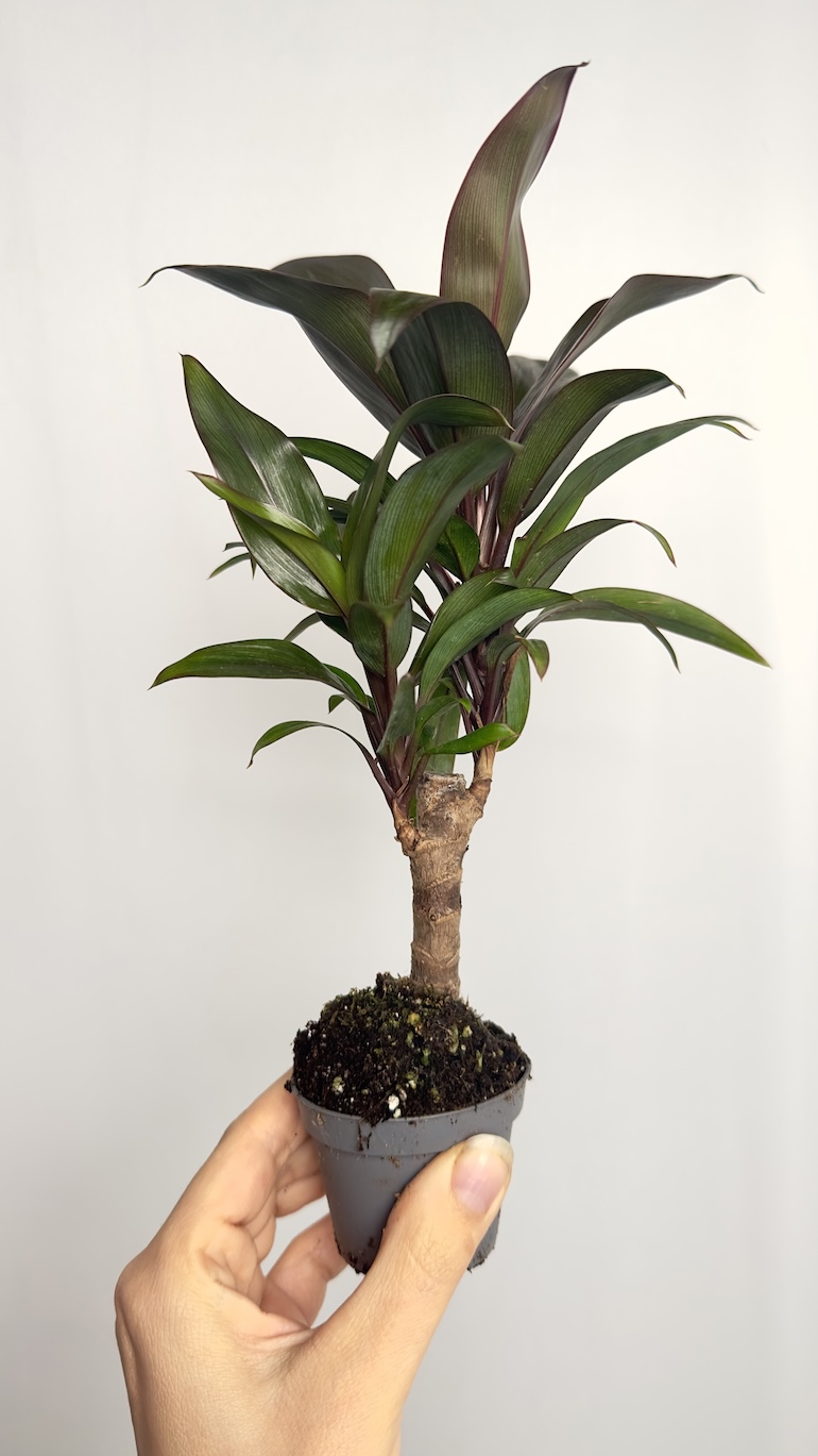 Codiaeum Variegatum Black Prince