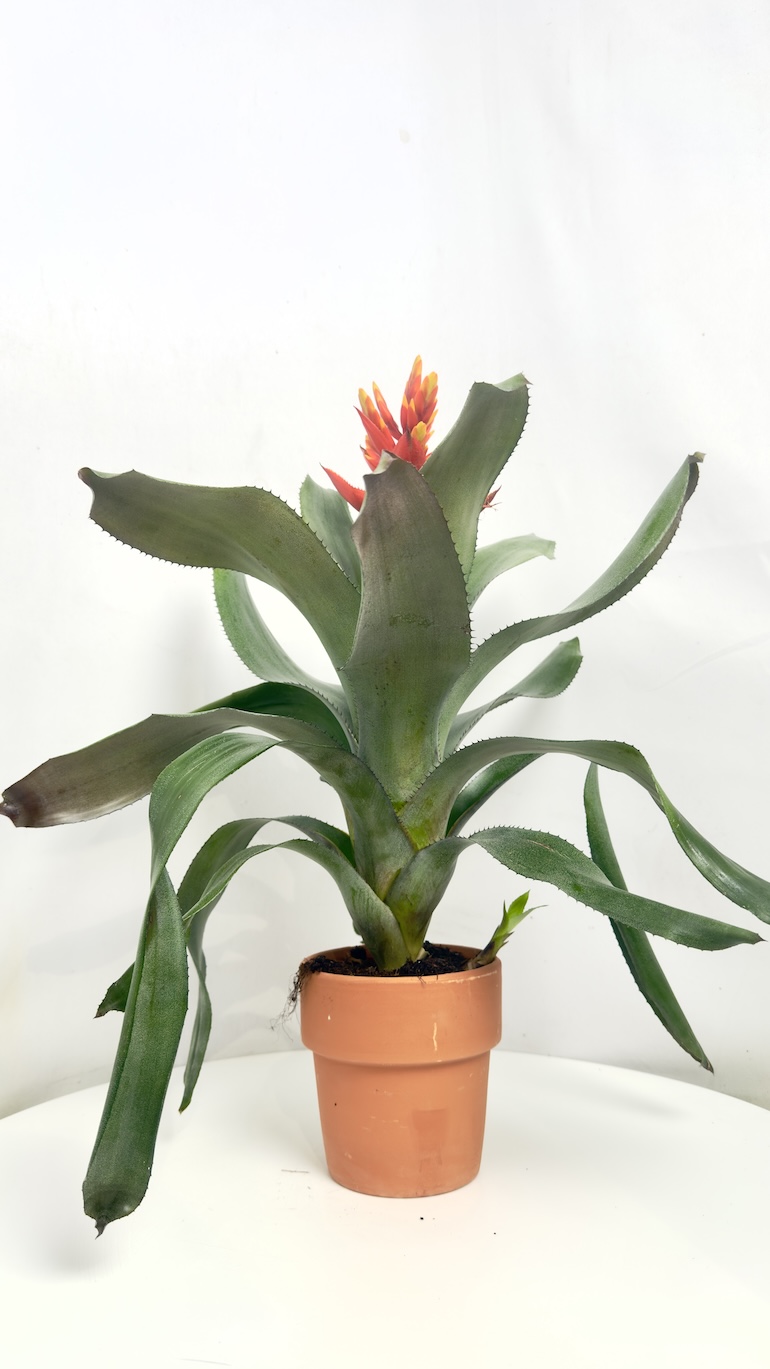 Aechmea Pepita Elegant Flames