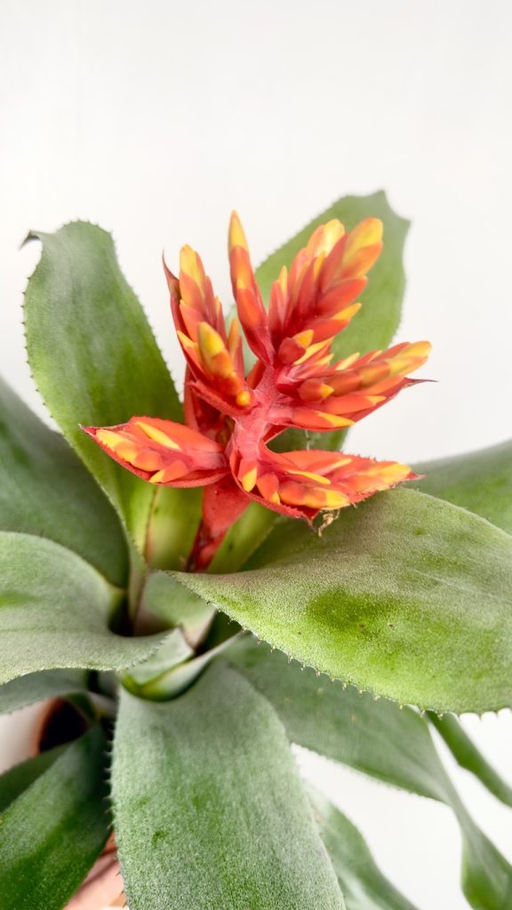 Aechmea Pepita Elegant Flames