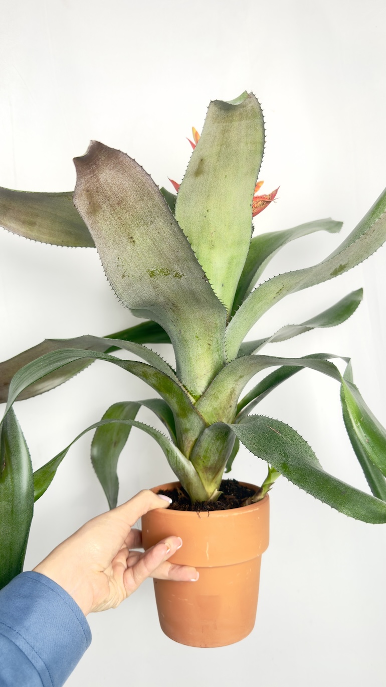 Aechmea Pepita Elegant Flames
