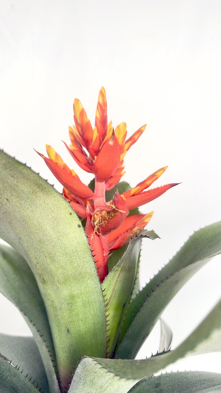 Aechmea Pepita Elegant Flames