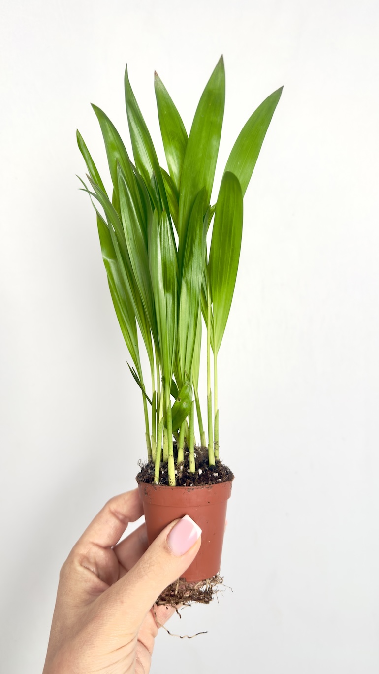Areca Tiny Pammy