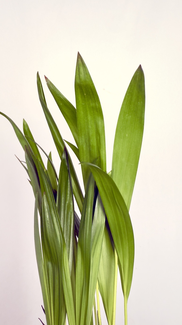 Areca Tiny Pammy