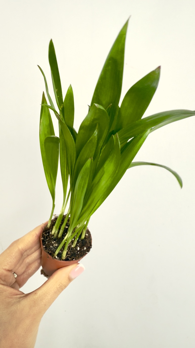 Areca Tiny Pammy