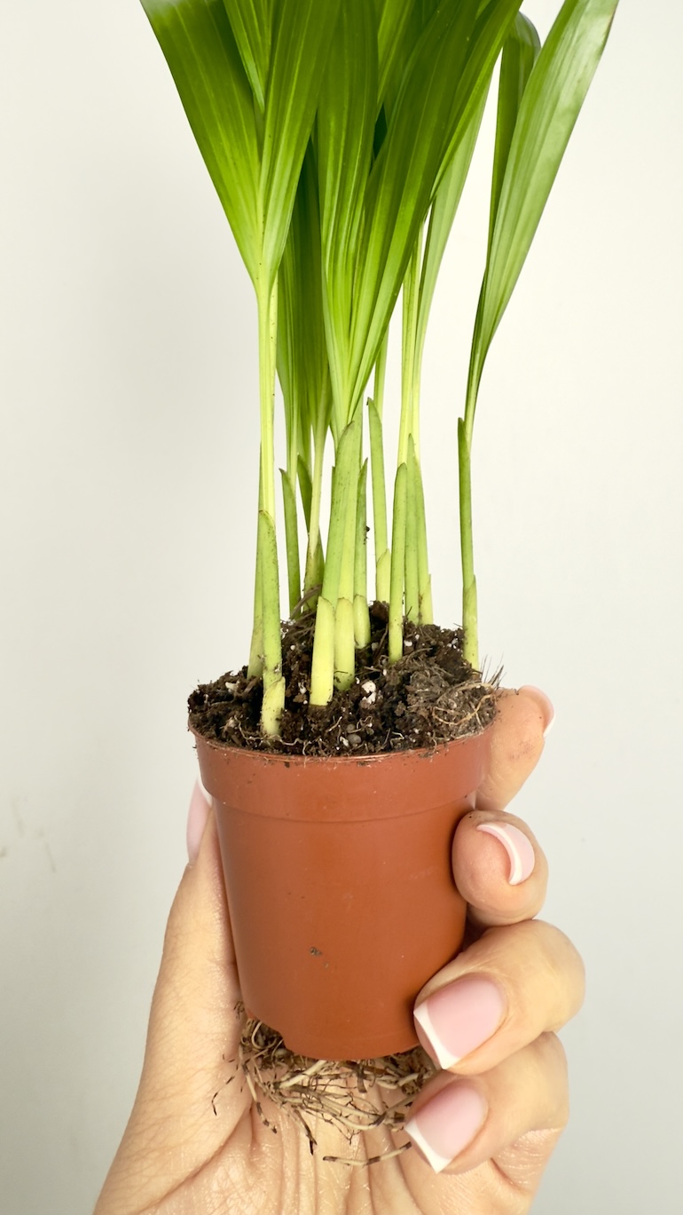 Areca Tiny Pammy
