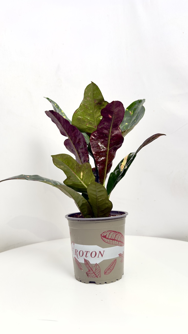 Codiaeum Magnificent