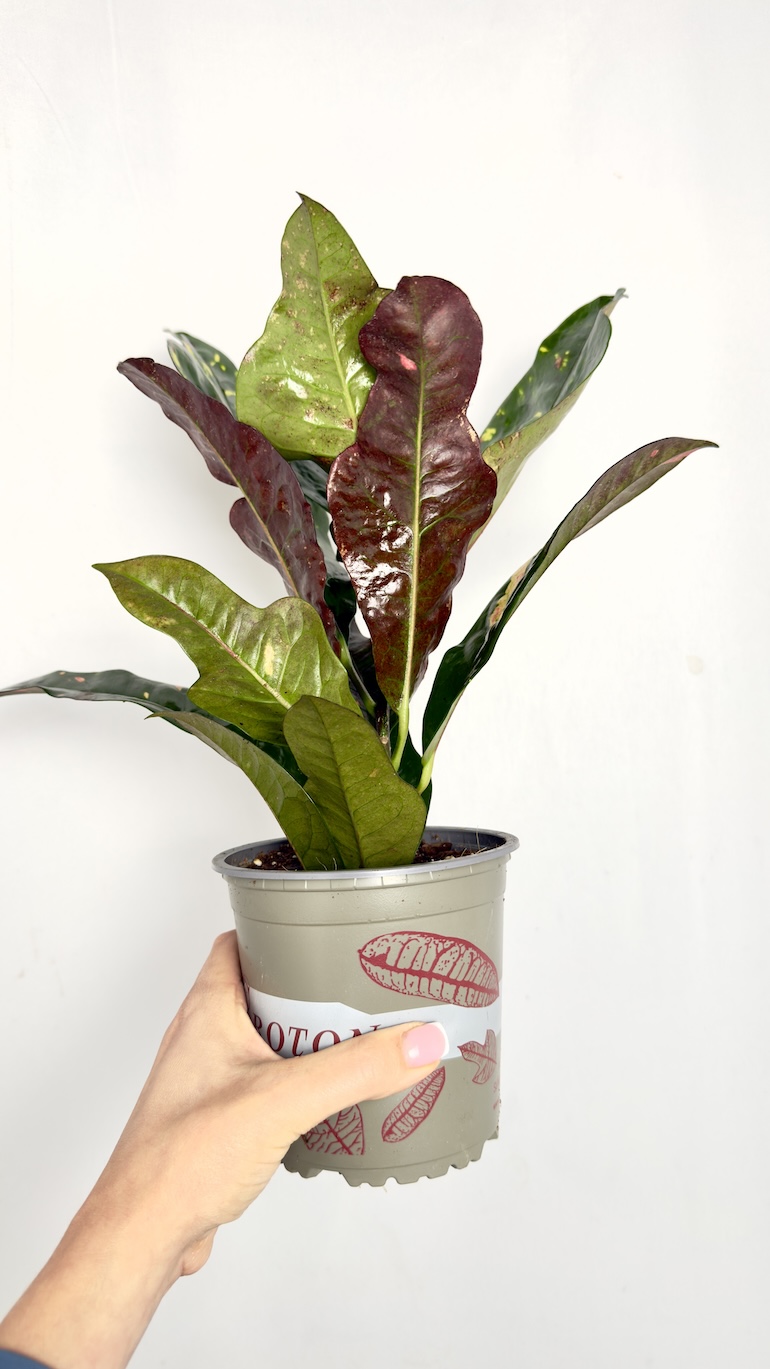 Codiaeum Magnificent