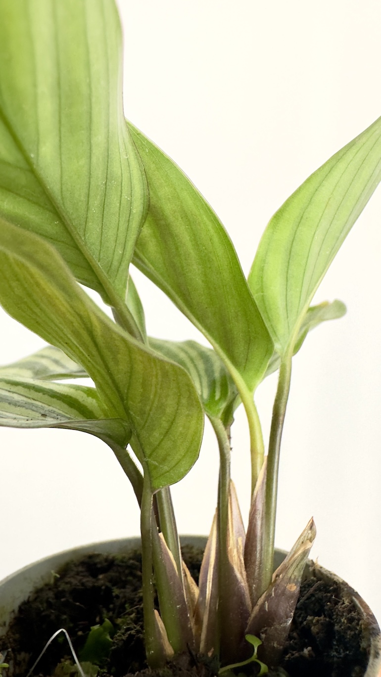 Calathea Orbifolia