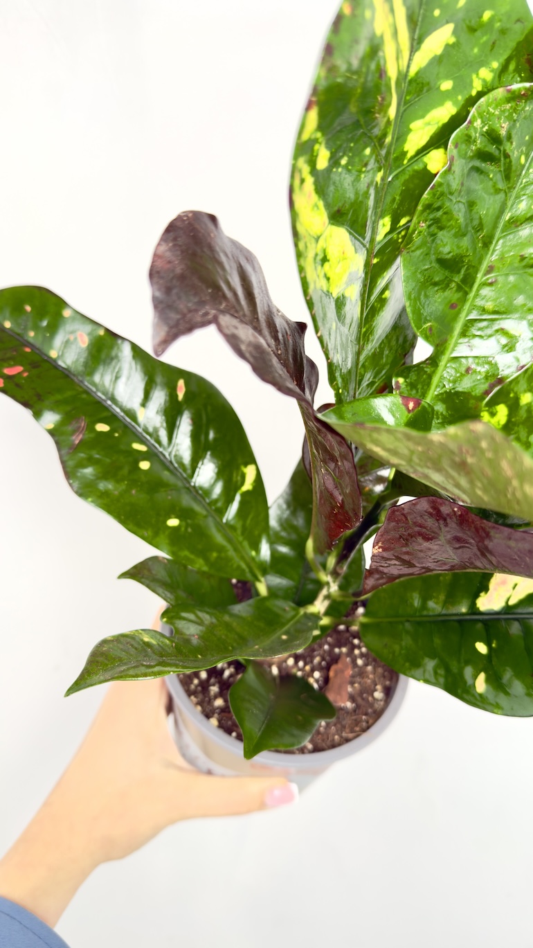 Codiaeum Magnificent