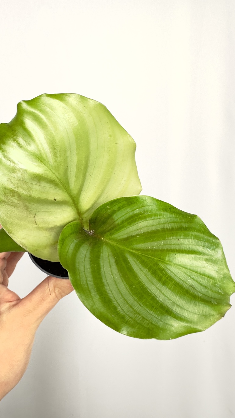 Calathea Orbifolia