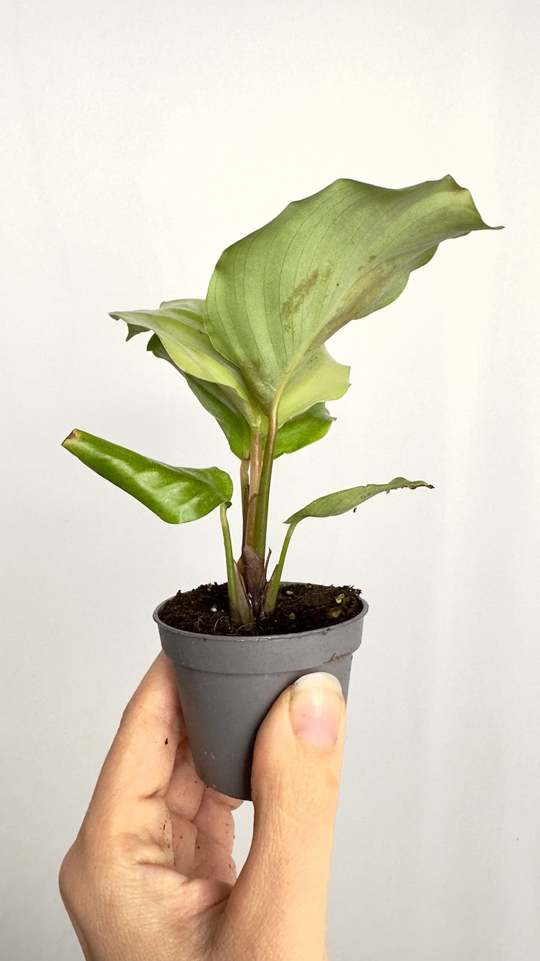 Calathea Orbifolia