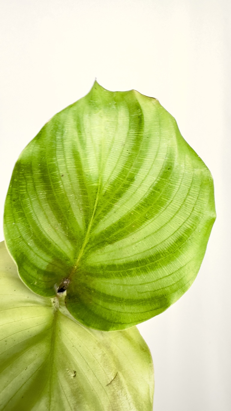 Calathea Orbifolia