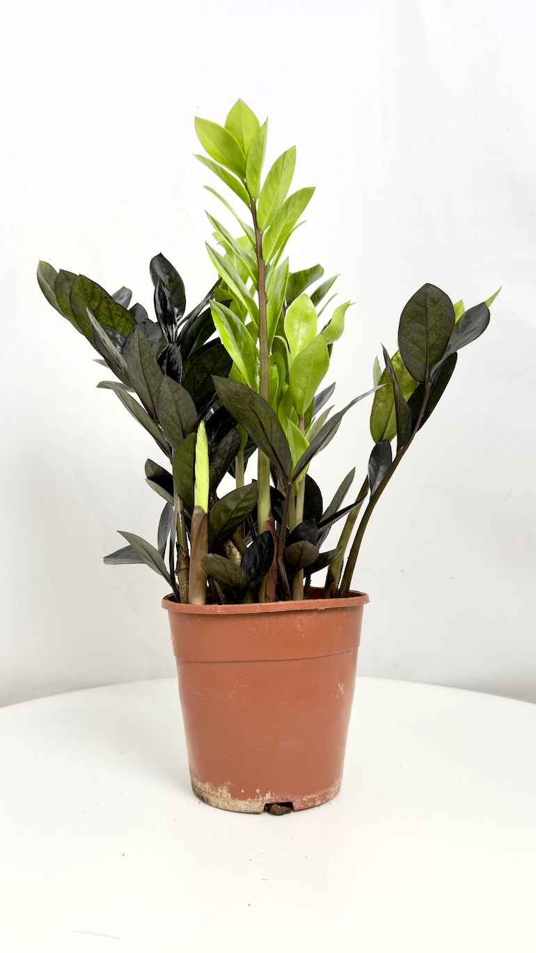 Zamioculcas Zamiifolia Raven