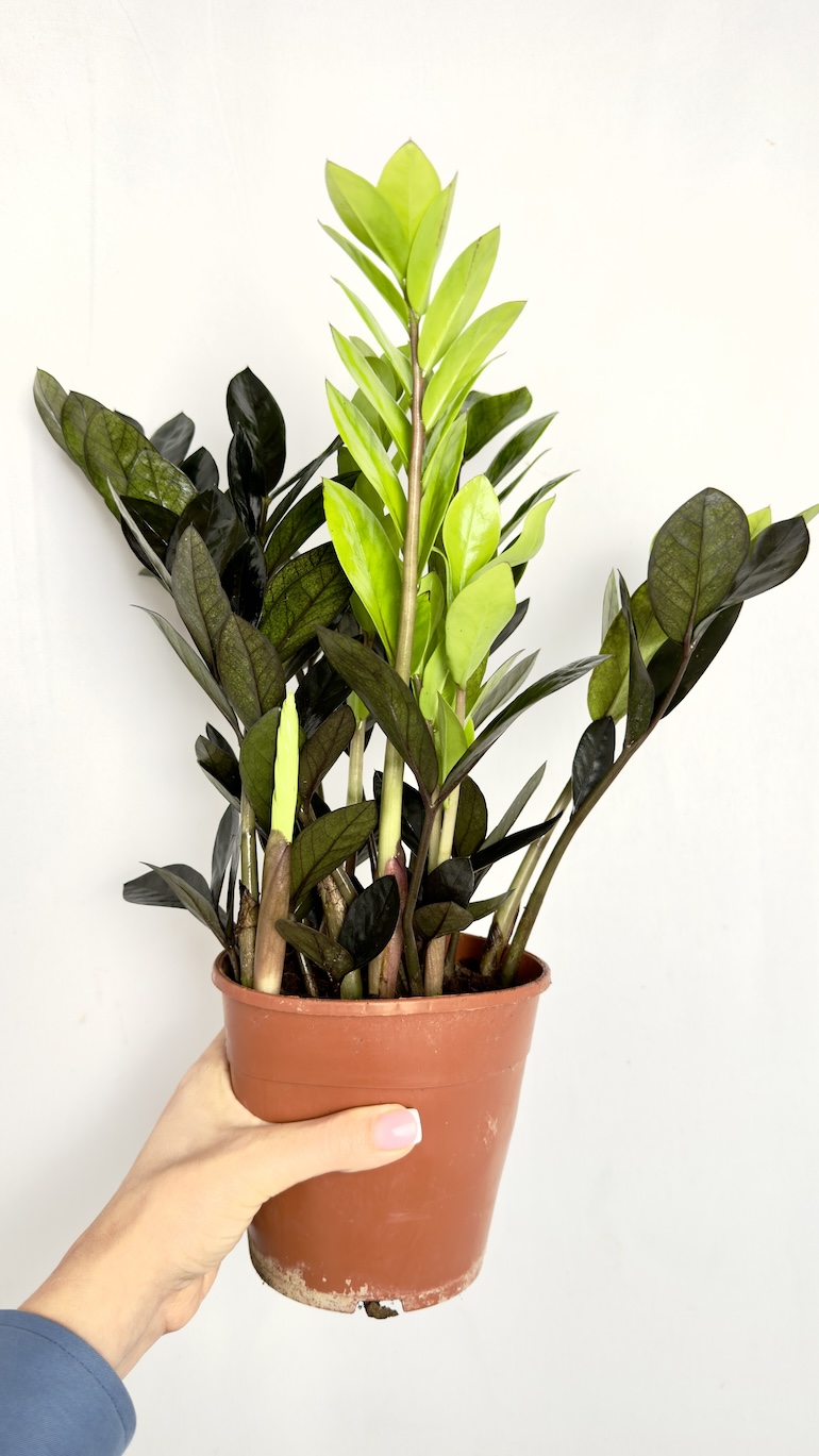 Zamioculcas Zamiifolia Raven