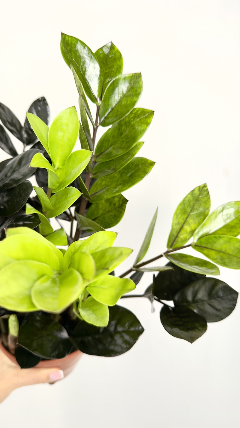 Zamioculcas Zamiifolia Raven