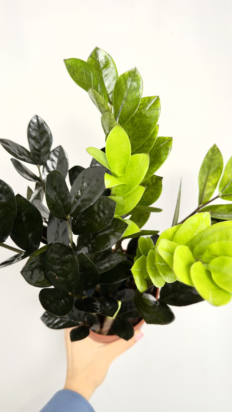Zamioculcas Zamiifolia Raven