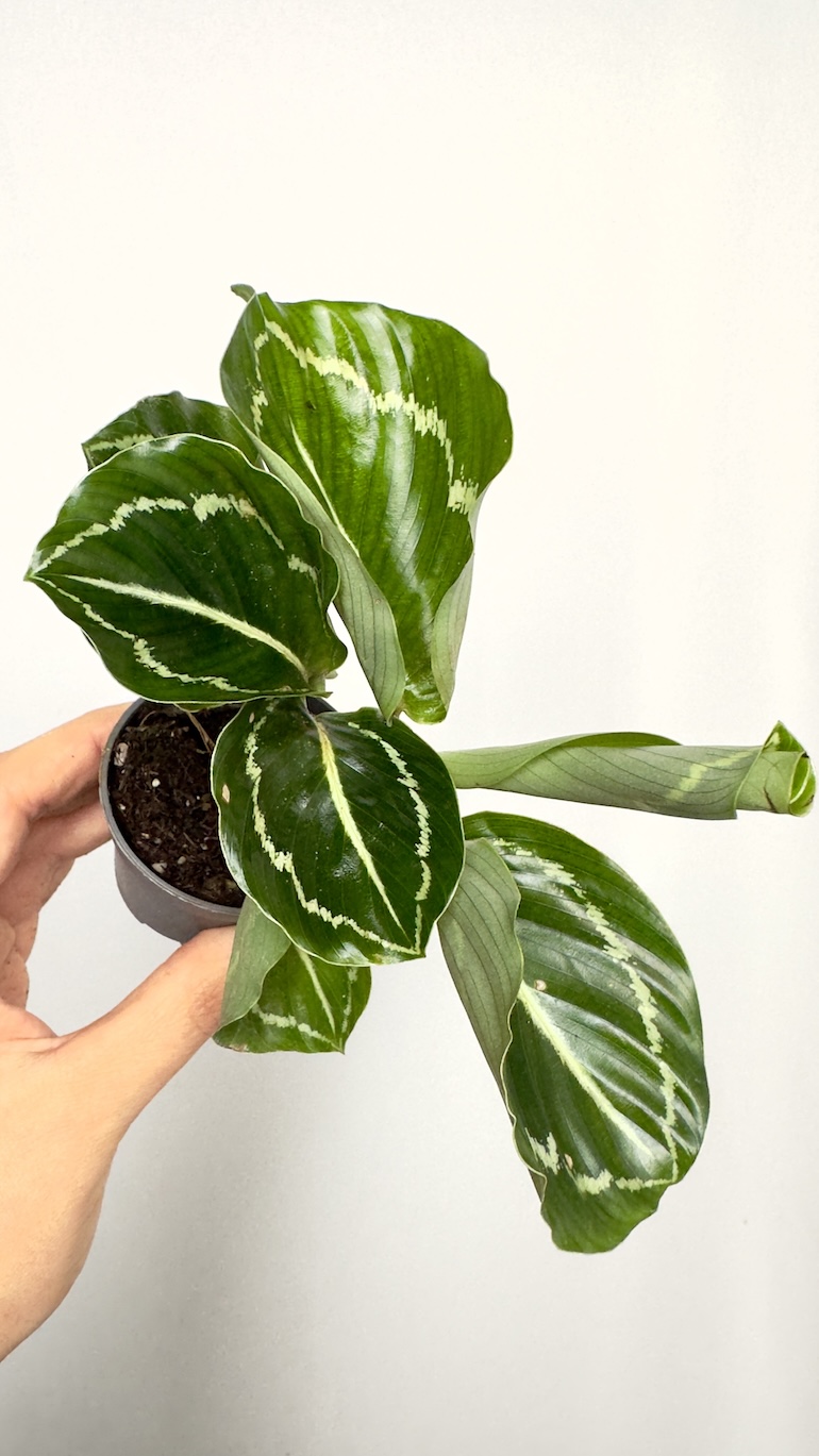 Calathea Roseopicta Green