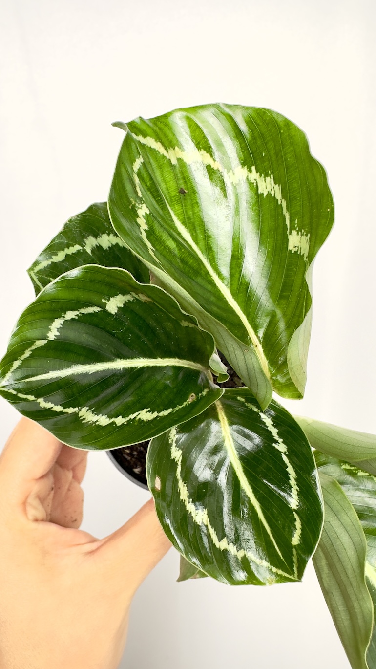Calathea Roseopicta Green