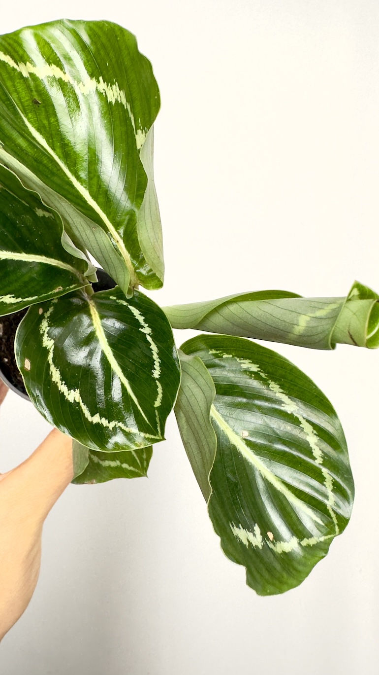 Calathea Roseopicta Green