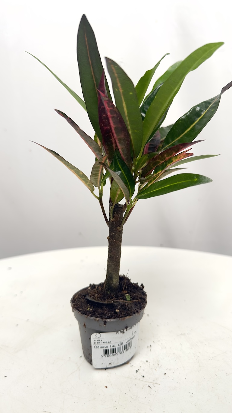 Codiaeum Variegata