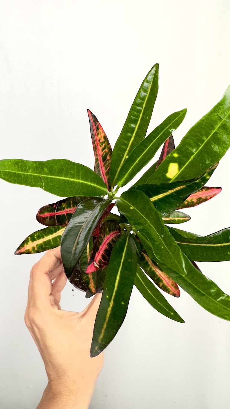 Codiaeum Variegata