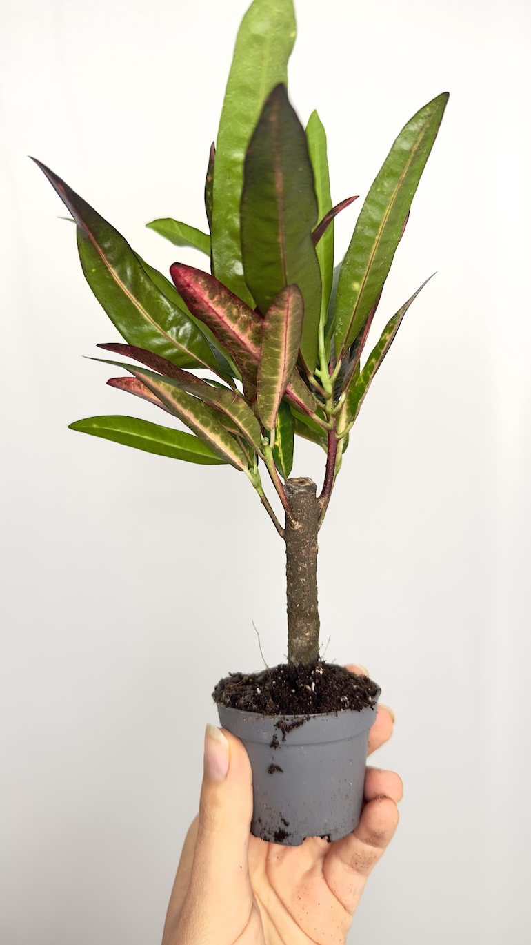 Codiaeum Variegata