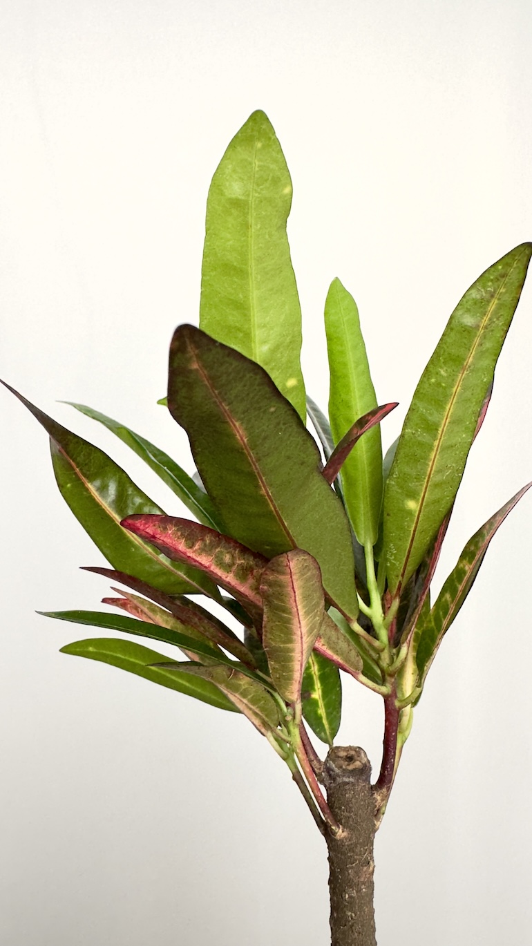 Codiaeum Variegata