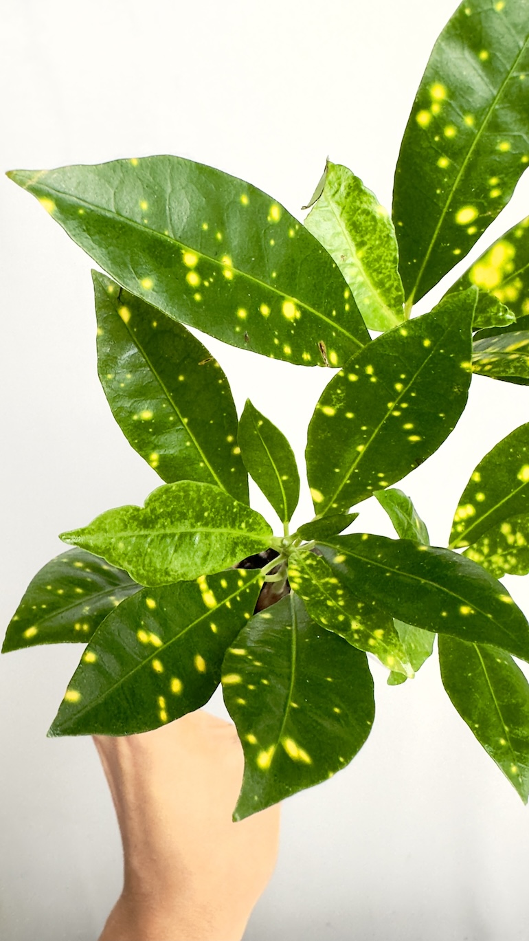Codiaeum Aucubaefolia