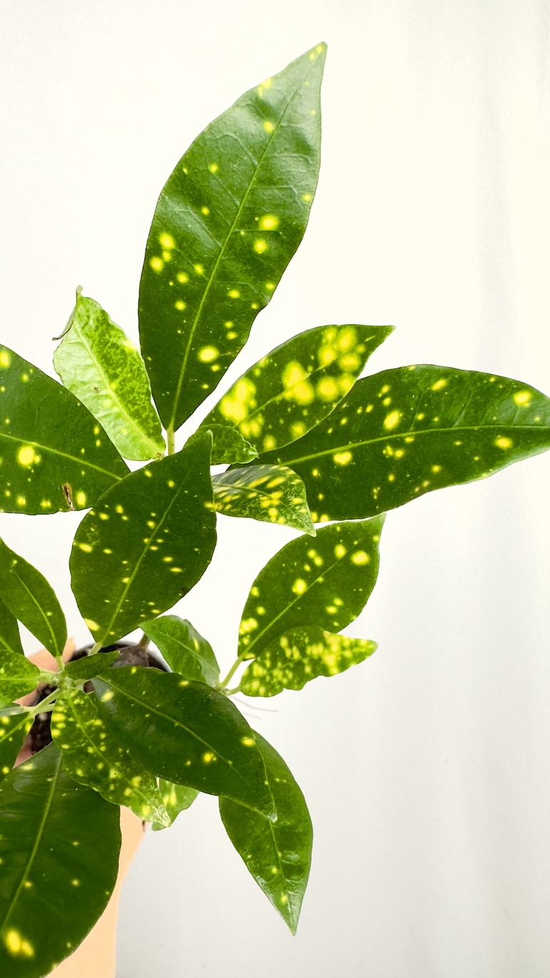Codiaeum Aucubaefolia