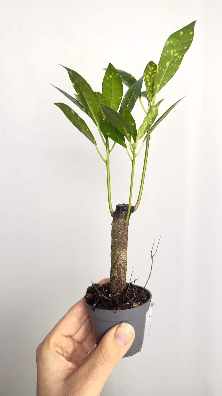 Codiaeum Aucubaefolia
