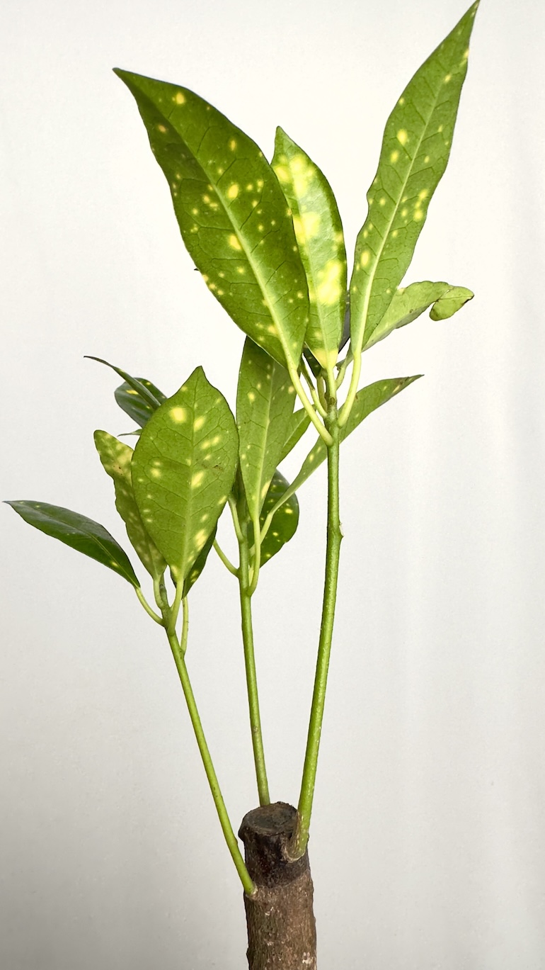 Codiaeum Aucubaefolia