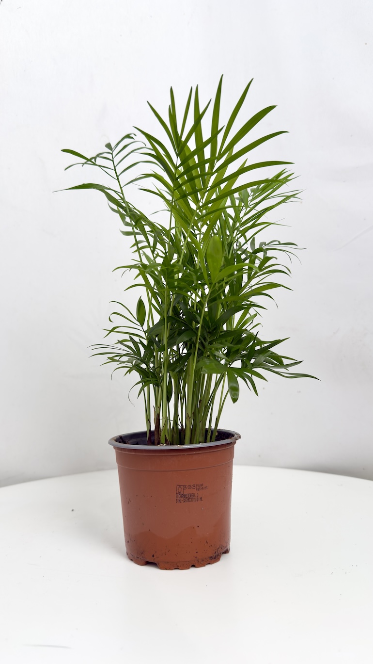 Chamaedorea Elegans