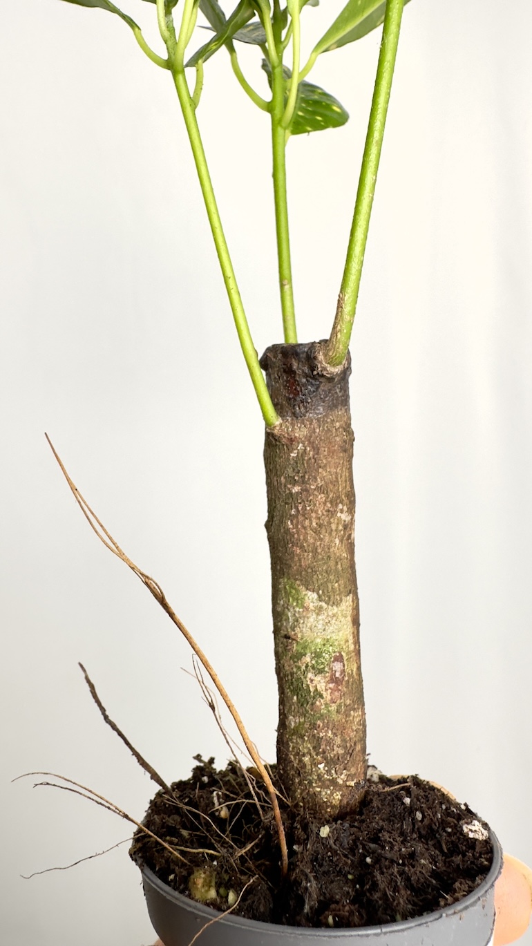 Codiaeum Aucubaefolia