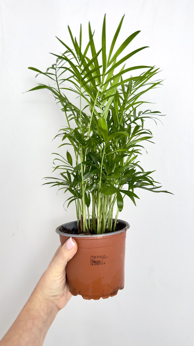 Chamaedorea Elegans