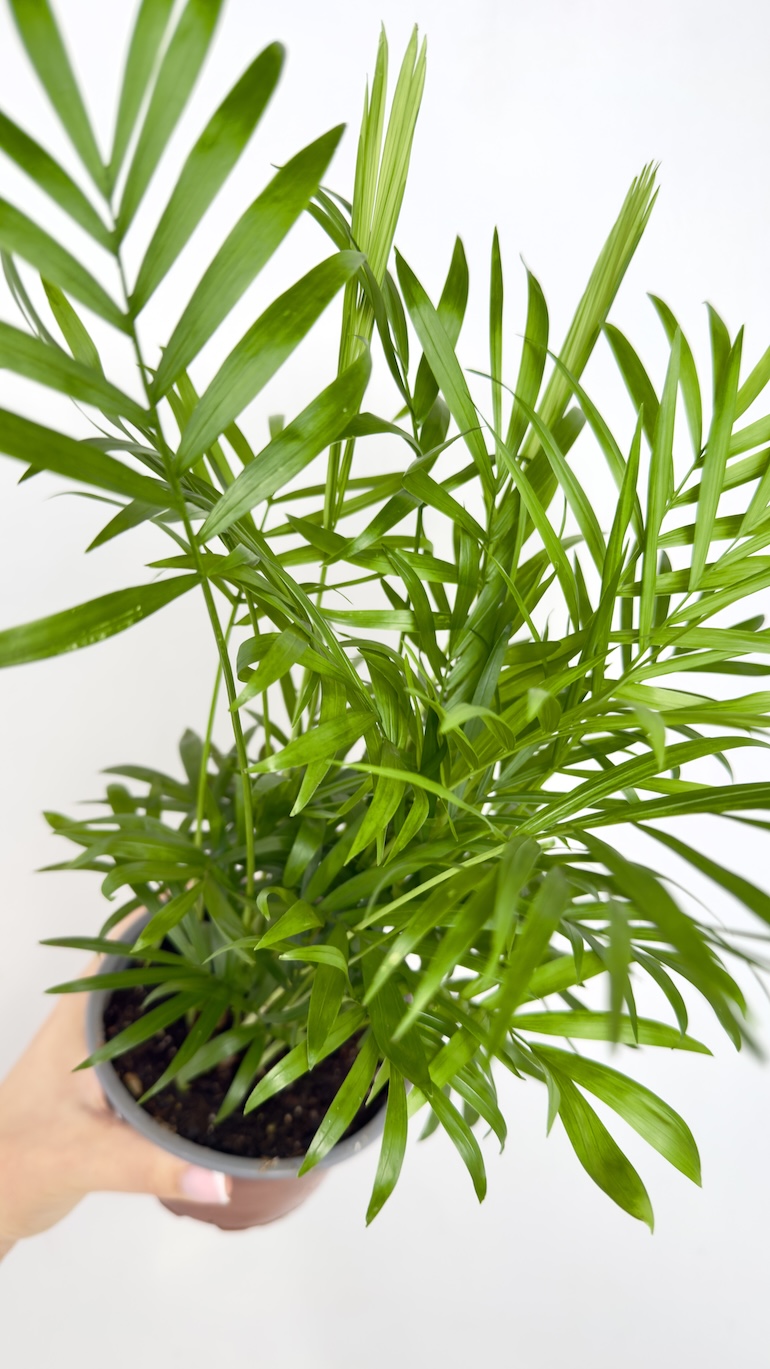 Chamaedorea Elegans
