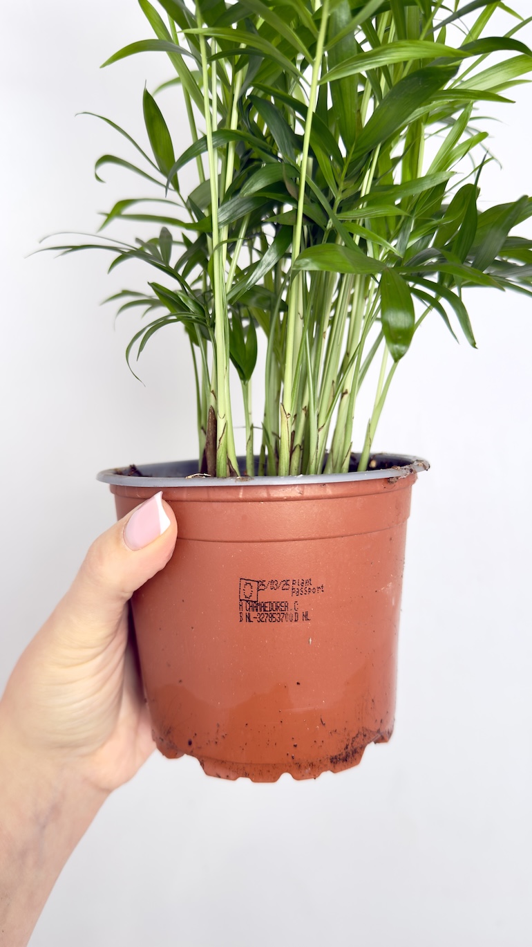 Chamaedorea Elegans