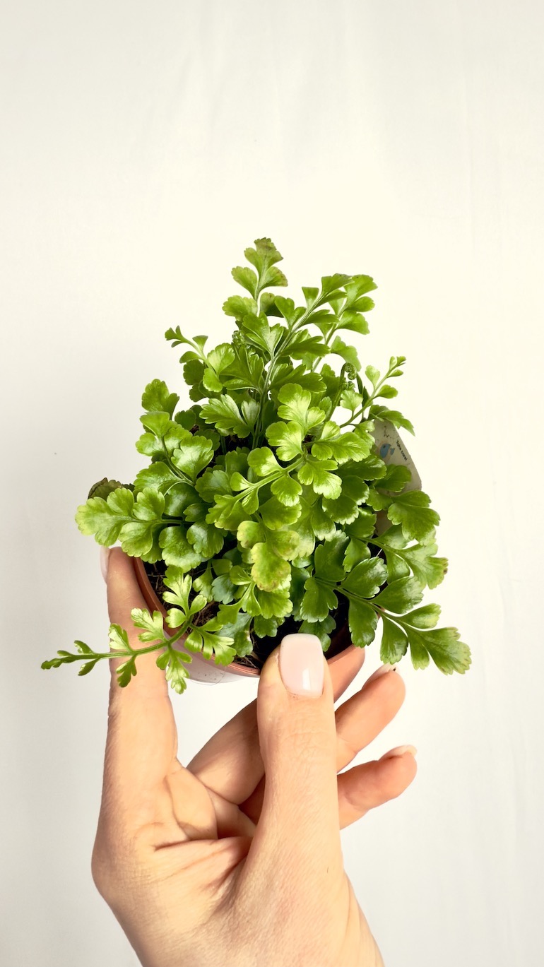 Asplenium Parvati