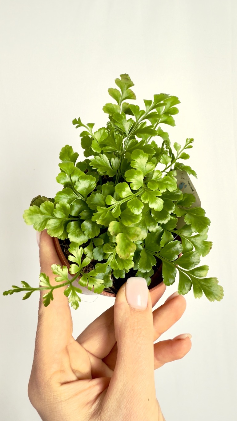 Asplenium Parvati