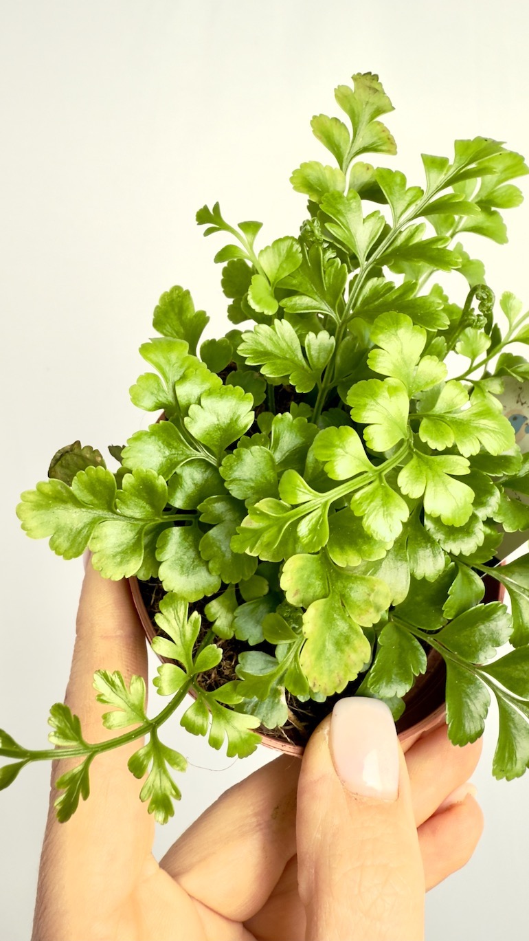 Asplenium Parvati